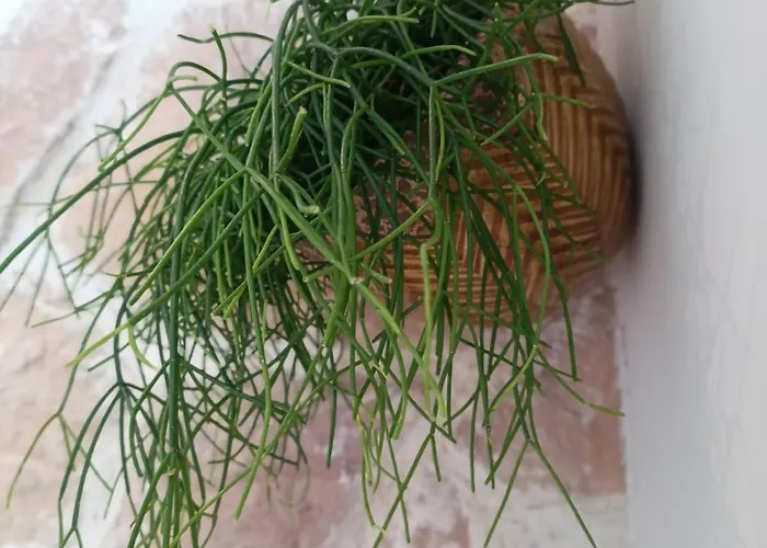 Mediterranean With Theater Bodegraven